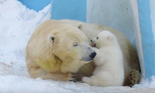 엄마 초코파이보다 몽쉘이 더 맛있어요_1.webp