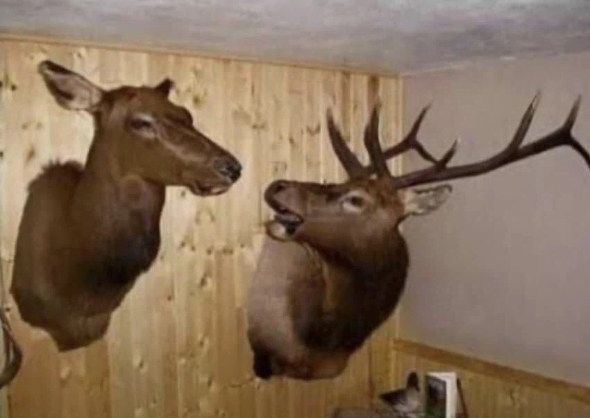 슴 ㅅㅂ! 너 때문에!!!!_1.webp