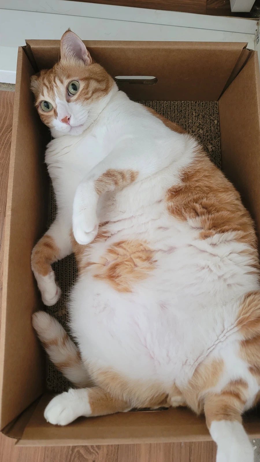 우리집 돼지가 희귀병 걸렸어 ㅠㅠ_1.webp