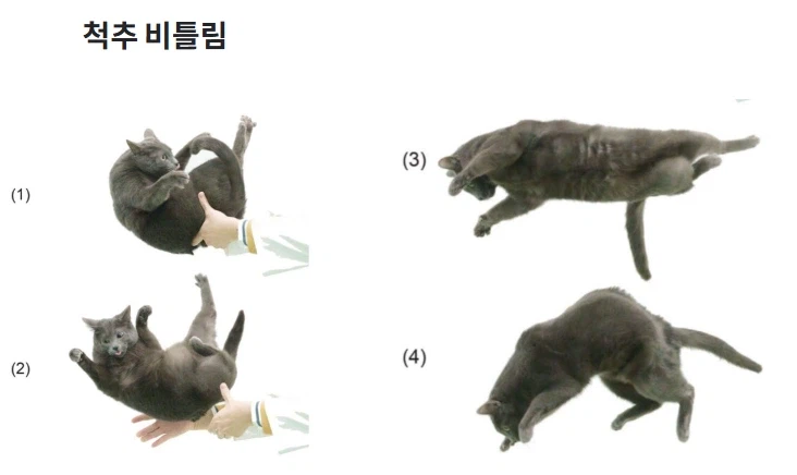 고양이를 뒤집어도 항상 배면으로 떨어지는 원인이 규명됨_2.webp