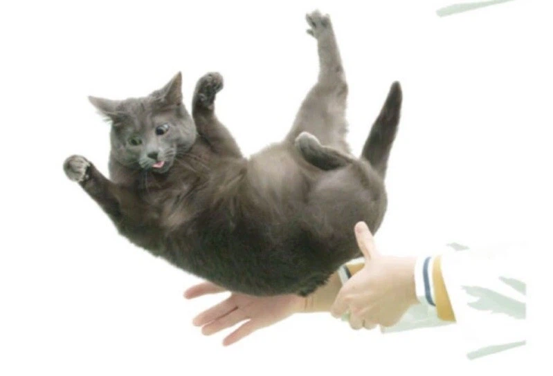 고양이를 뒤집어도 항상 배면으로 떨어지는 원인이 규명됨_3.webp