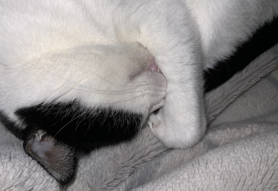 우리집 고양이가 귀여운 이유_1.webp