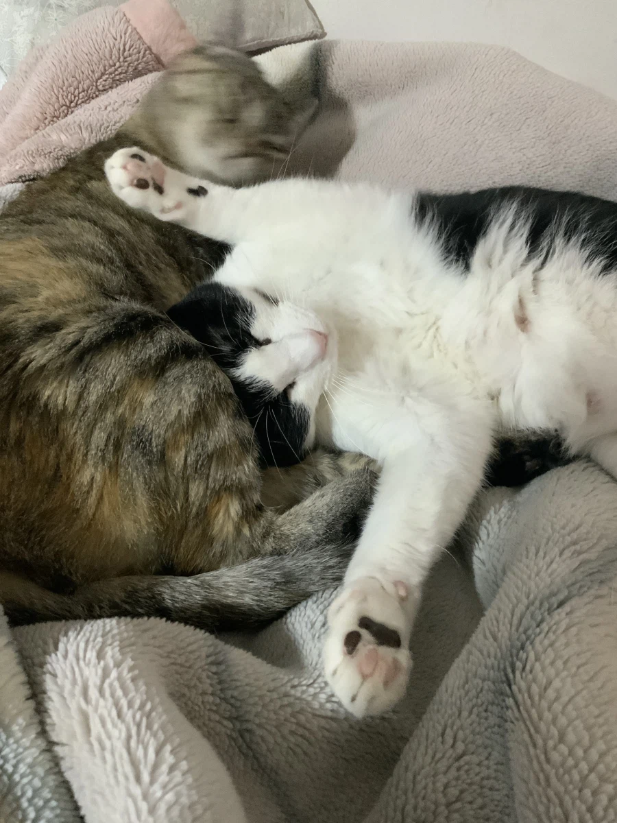 우리집 고양이가 귀여운 이유_2.webp