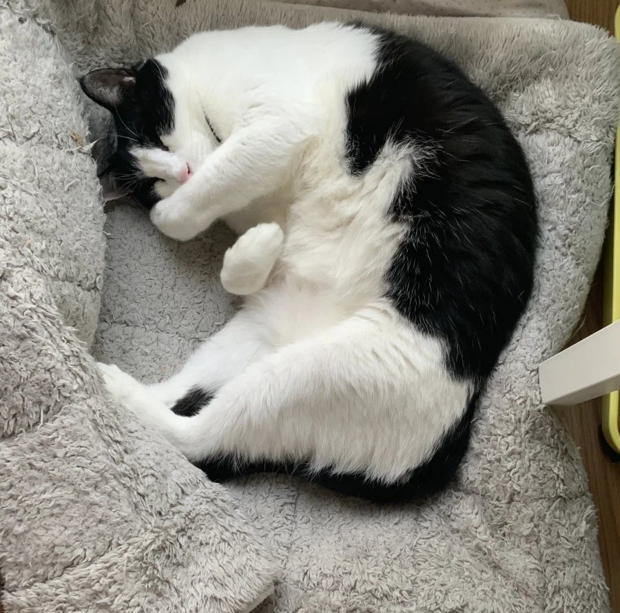 우리집 고양이가 귀여운 이유_5.webp