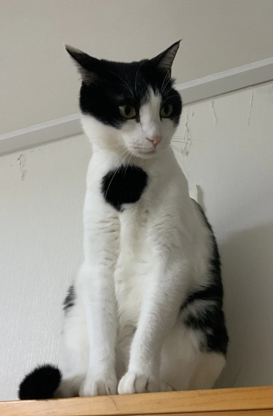 우리집 고양이가 귀여운 이유_8.webp