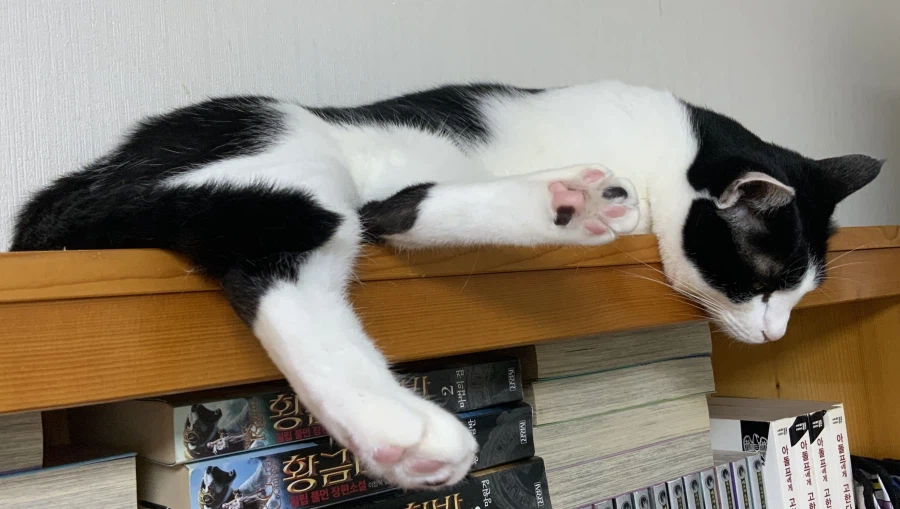 우리집 고양이가 귀여운 이유_9.webp