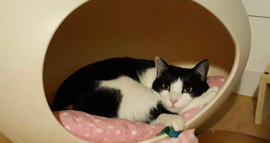 우리집 고양이가 귀여운 이유_10.webp