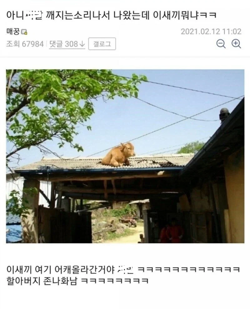 할아버지 뒷목 잡게 만든 동물 ㅋㅋ.jpg_1.webp