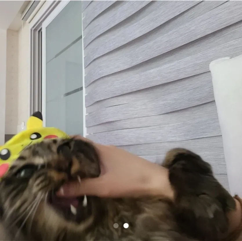 당근마켓 고양이 모자 판매 이유_2.webp