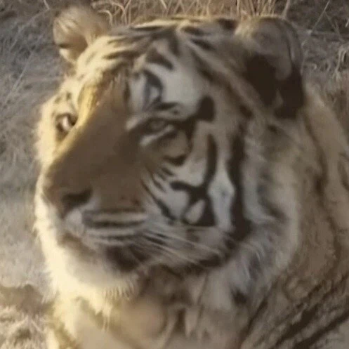 민화에 호랑이 눈이 부리부리한 이유_1.webp