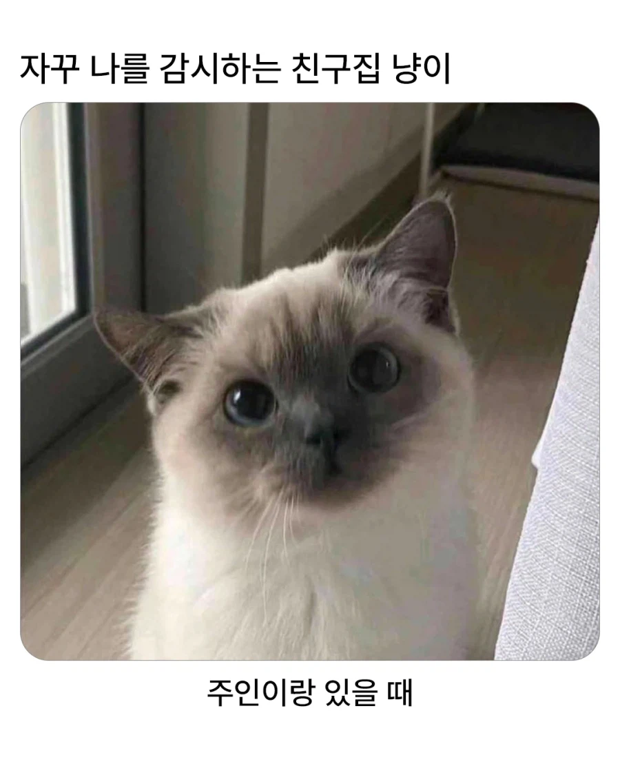 자꾸 나를 감시하는 친구집 냥이_1.webp