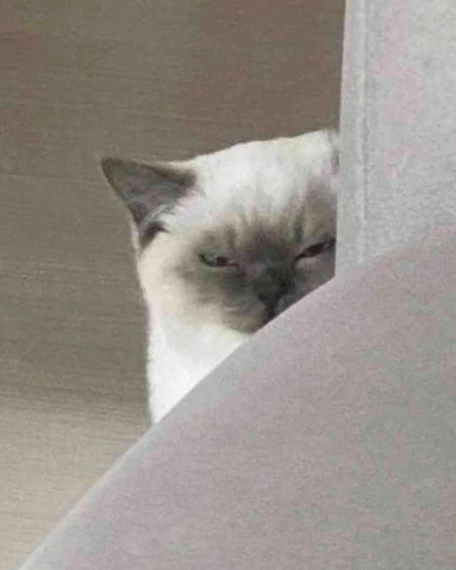 자꾸 나를 감시하는 친구집 냥이_3.webp