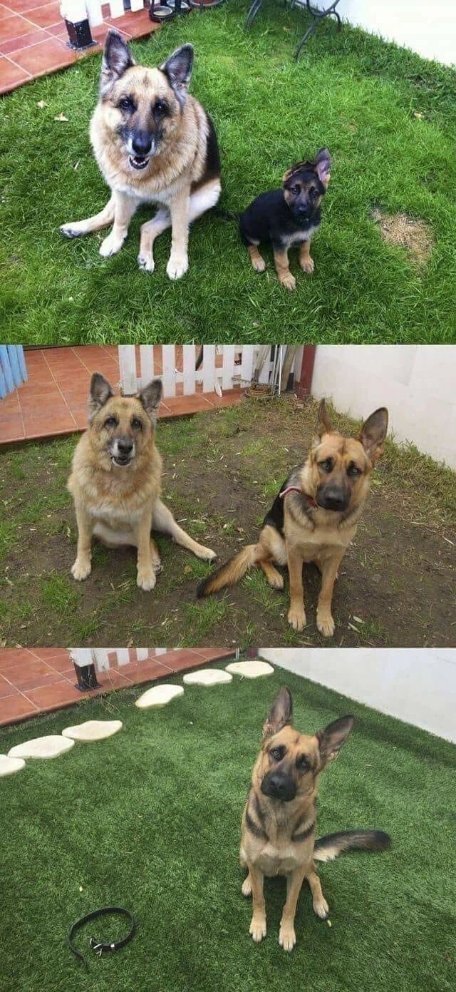 아빠개와 강아지.jpg_1.webp