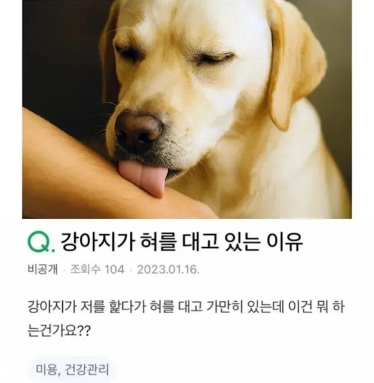 강아지가 혀를 대고 있는 이유_1.webp