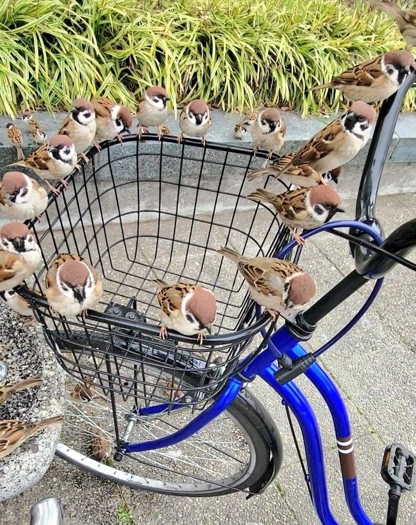 너네 자전거 주차할때 도둑 조심해라..._1.webp