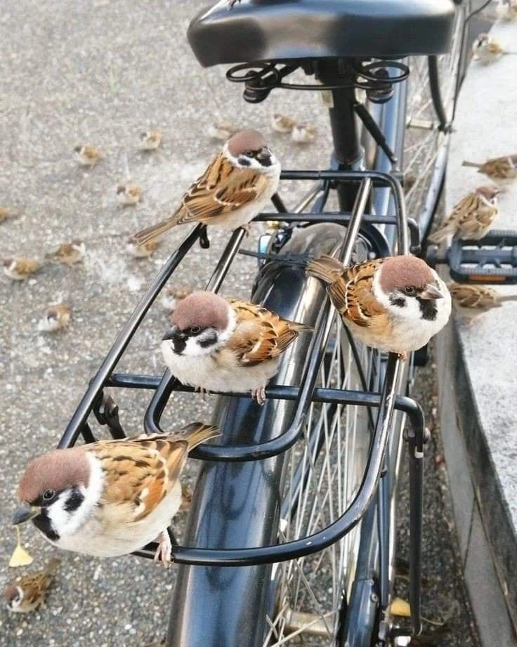 너네 자전거 주차할때 도둑 조심해라..._2.webp