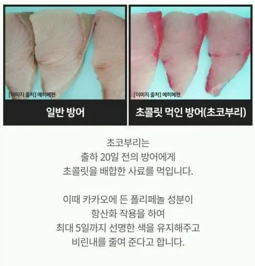 어떤 생선이 출하전에 먹는 음식_1.webp