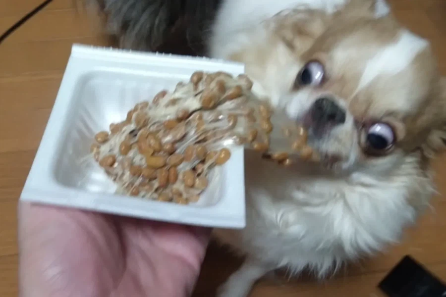 역동적인 강아지_3.webp