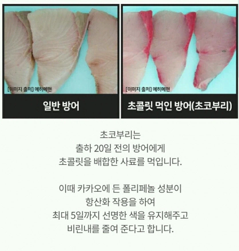 어떤 생선이 출하전에 먹는 음식.jpg_1.webp