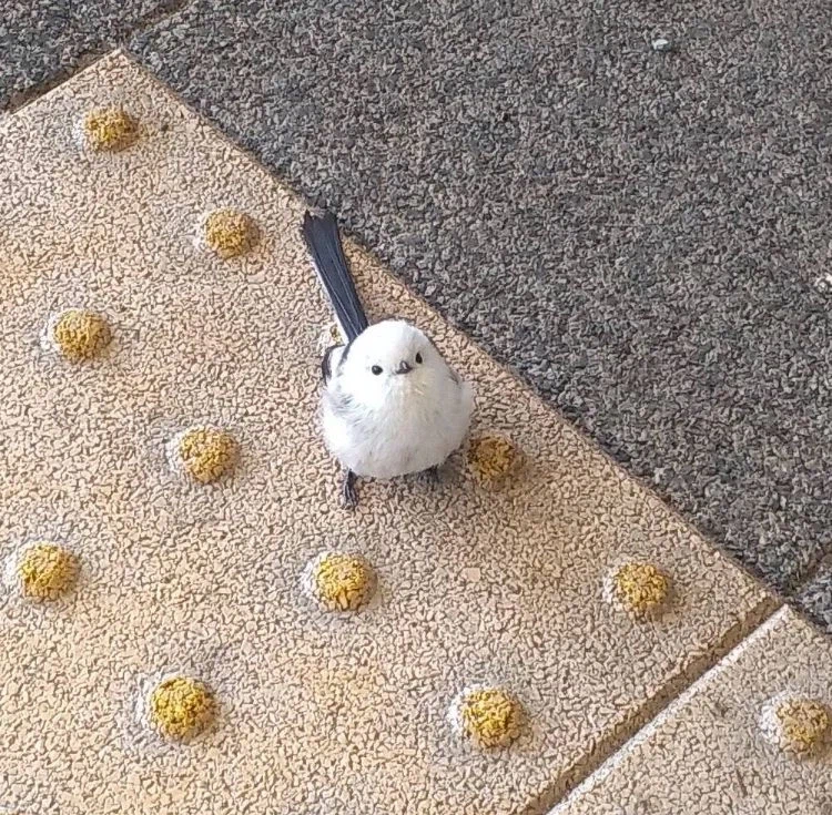 의외로 땅에서 주울수 있는 새_3.webp