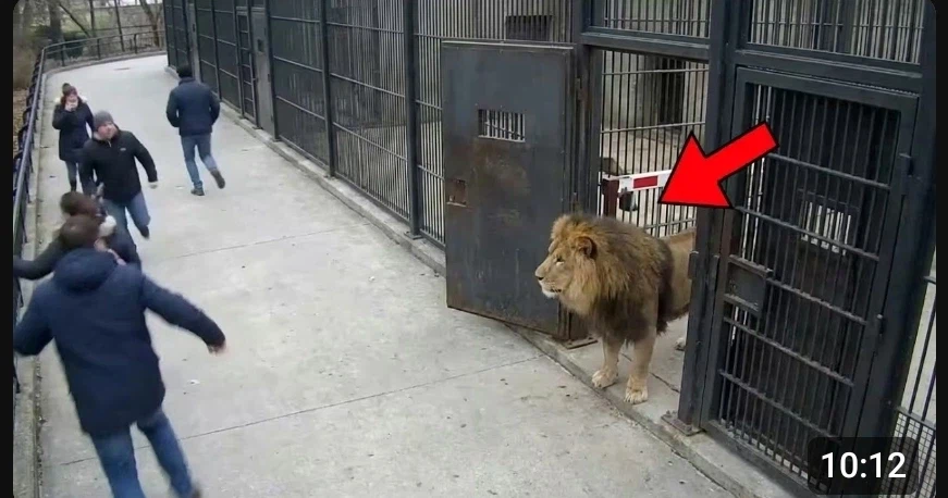 서양인들이 길고양이와 마주첬을때 리엑션_1.webp