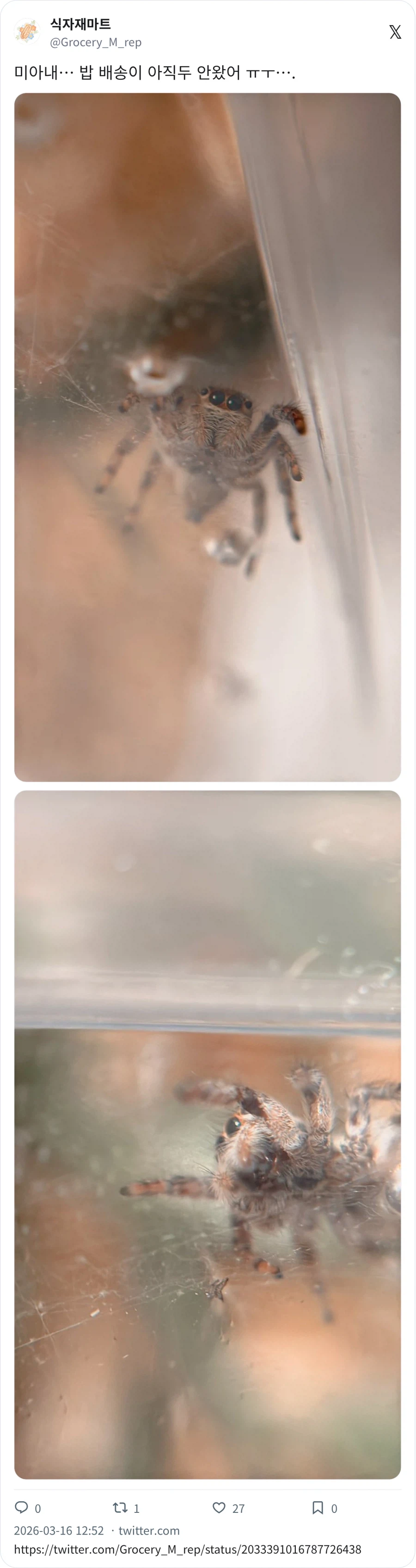 깡총거미 배 통통_3.webp