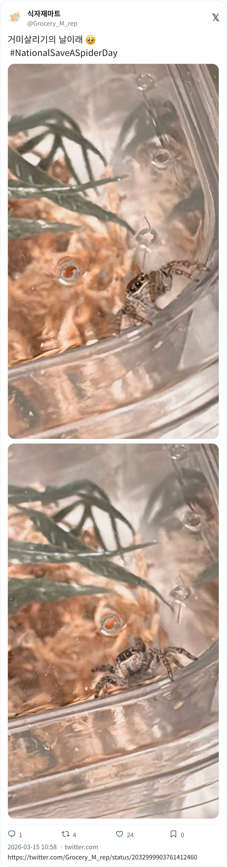 깡총거미 배 통통_2.webp