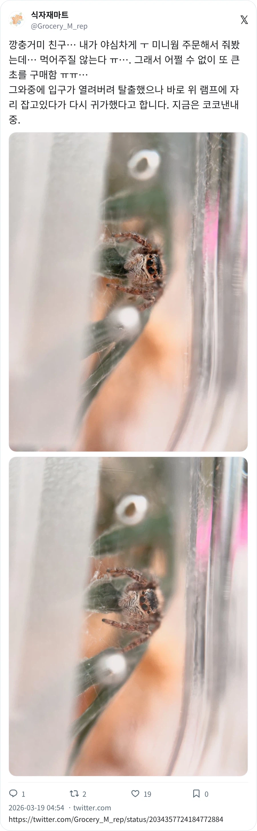 깡총거미 배 통통_4.webp