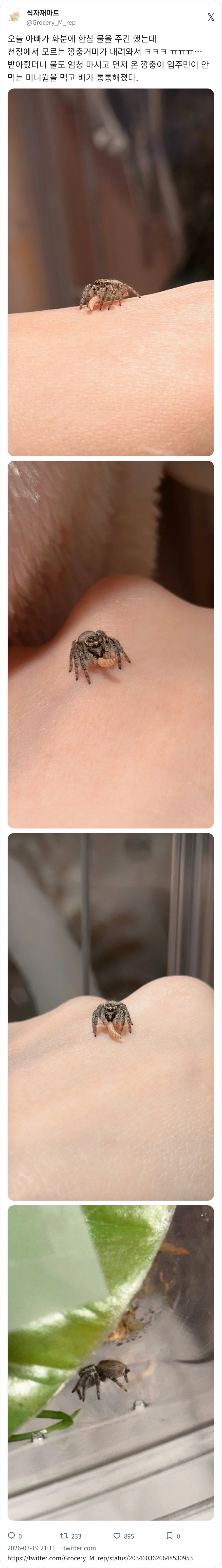 깡총거미 배 통통_5.webp