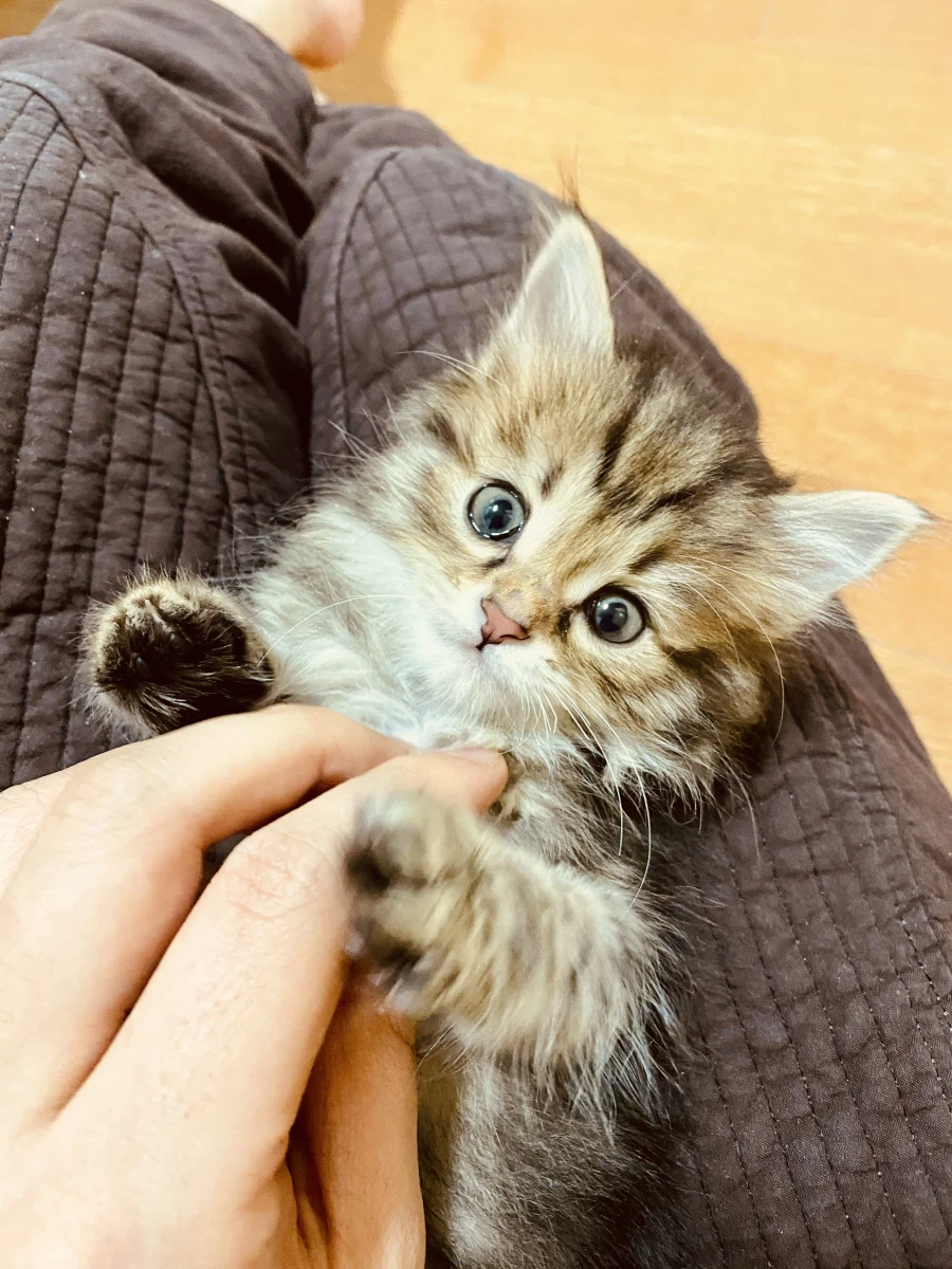 시베리안 “고양이”.jpg_1.webp