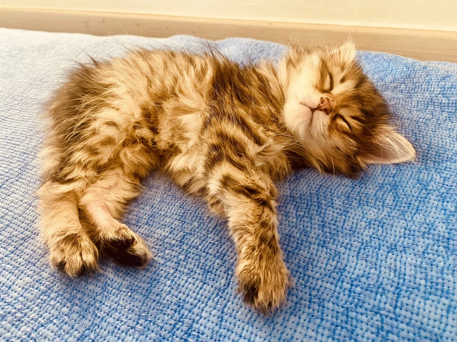 시베리안 “고양이”.jpg_2.webp