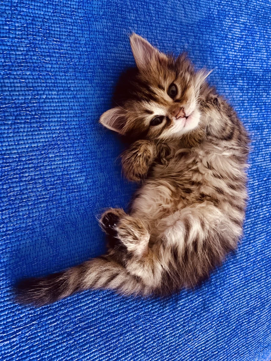 시베리안 “고양이”.jpg_3.webp