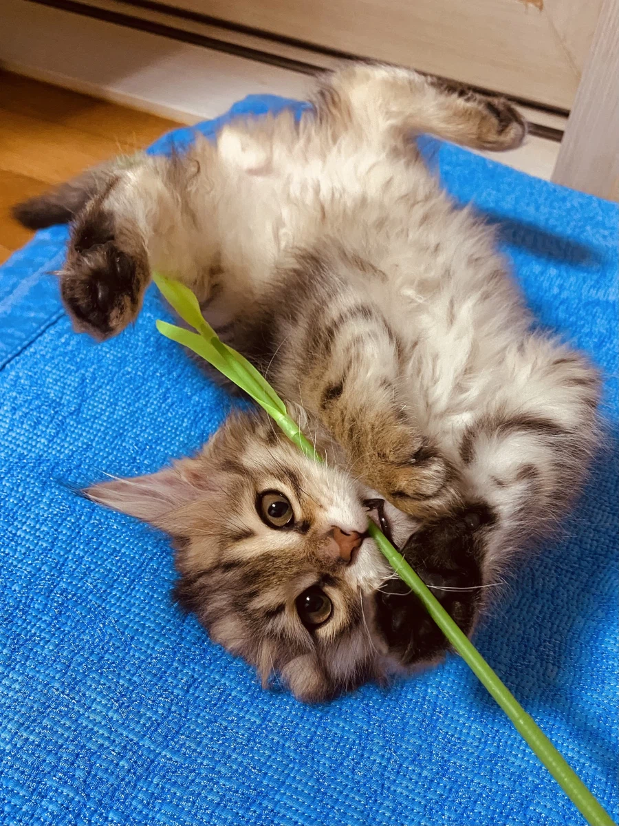 시베리안 “고양이”.jpg_4.webp