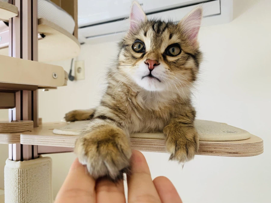 시베리안 “고양이”.jpg_6.webp