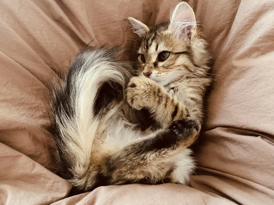 시베리안 “고양이”.jpg_5.webp