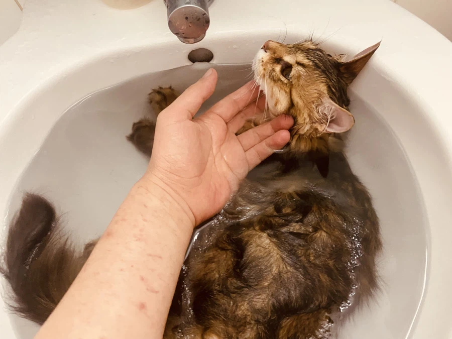 시베리안 “고양이”.jpg_7.webp