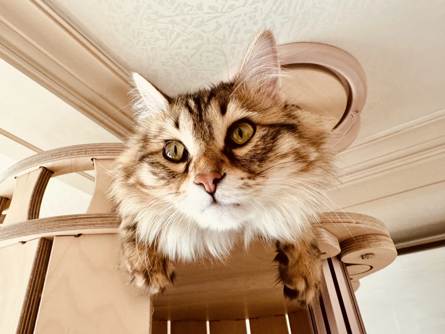 시베리안 “고양이”.jpg_8.webp