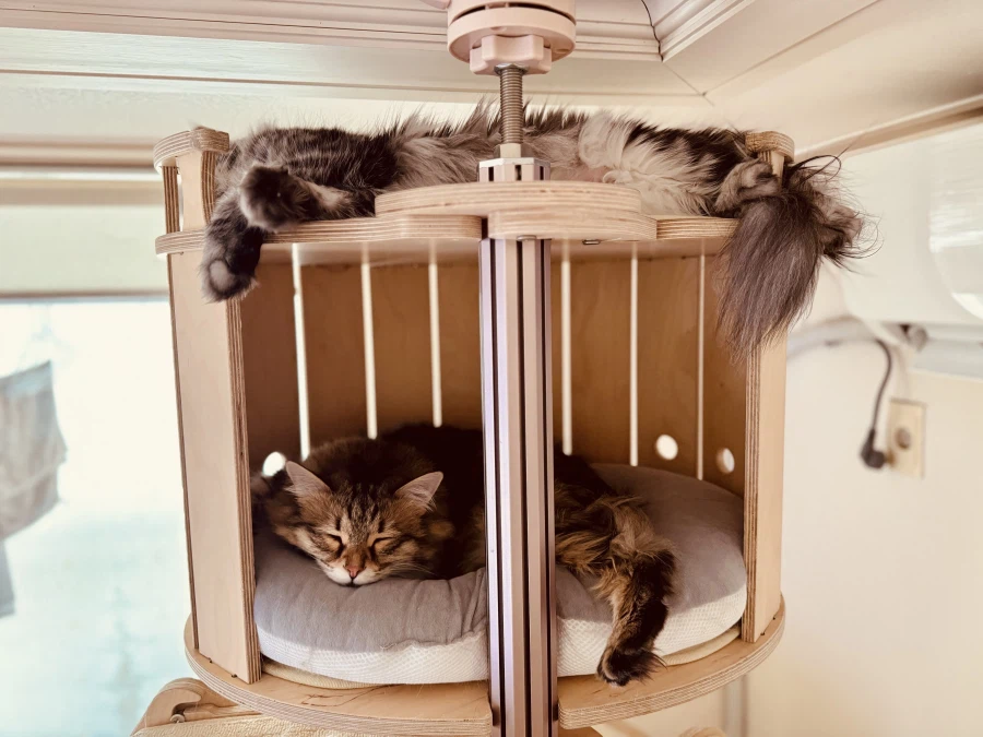 시베리안 “고양이”.jpg_9.webp