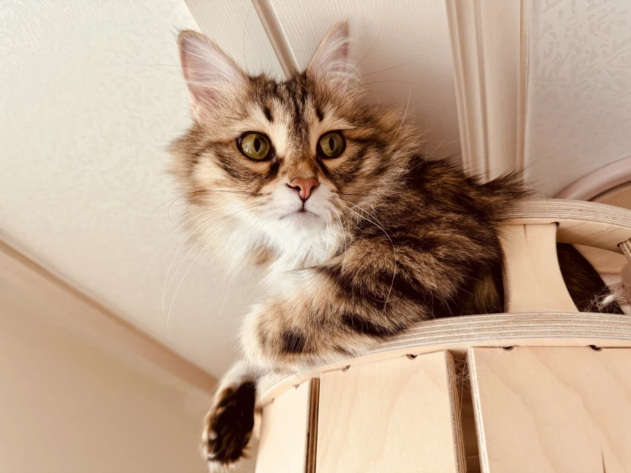 시베리안 “고양이”.jpg_10.webp