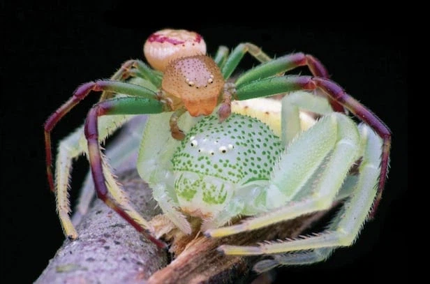 혐) 거미) 깡충거미랑 크기는 비슷하나 귀여움은 덜한 친구_1.webp