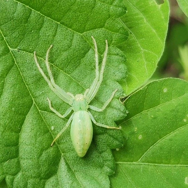 혐) 거미) 깡충거미랑 크기는 비슷하나 귀여움은 덜한 친구_2.webp