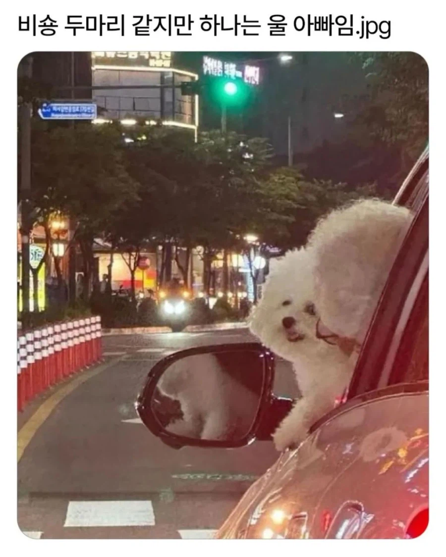 귀여운 비숑 두 마리.jpg_2.webp