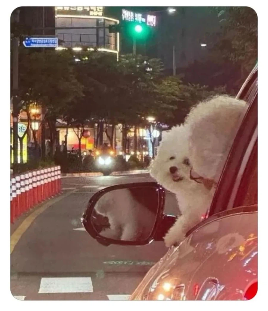 귀여운 비숑 두 마리.jpg_1.webp