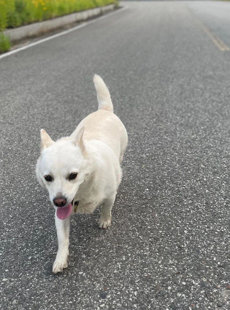 동네 아주머니가 우리 개보고