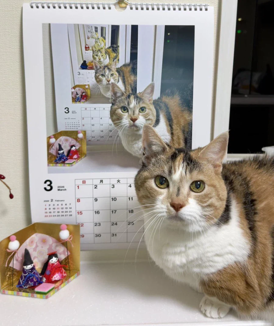 매년 같은자리에서 찍은 고양이_1.webp