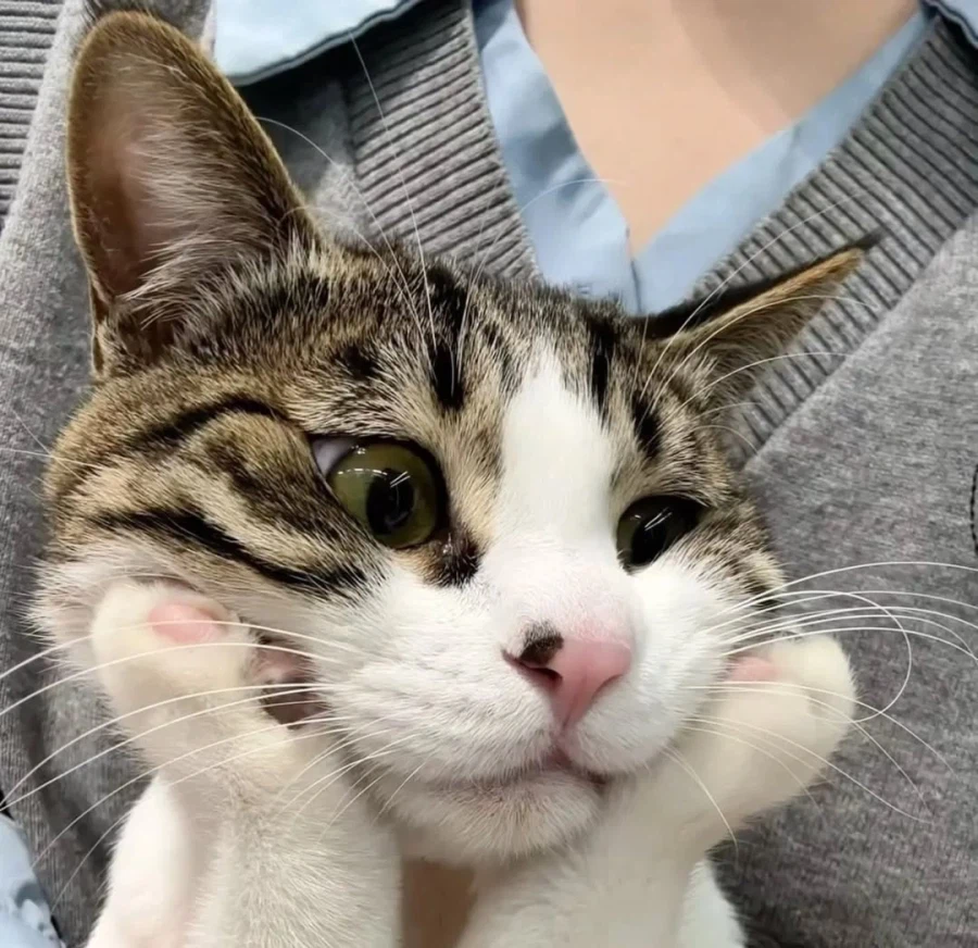 턱 괴고 있는 냐옹이..._1.webp