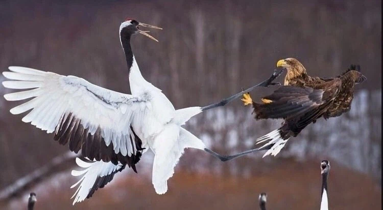 의외로 고증이었던 것.jpg_2.webp