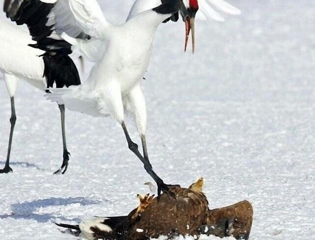 의외로 고증이었던 것.jpg_3.webp