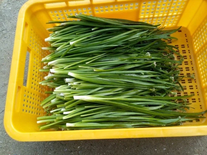 맛있는 멸종위기종을 대하는 한국인의 자세_1.webp