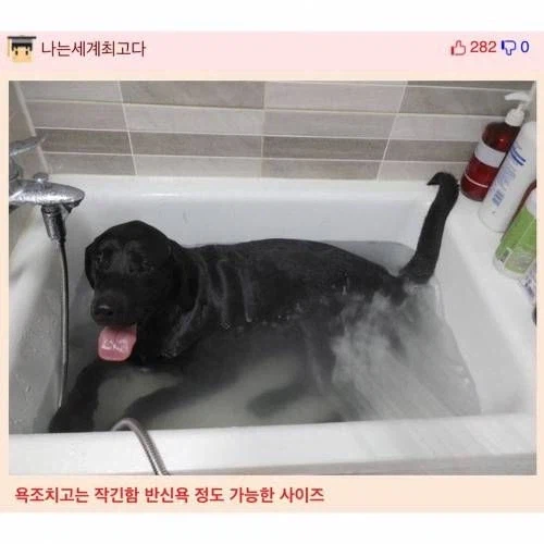 검은 챱츄 목욕시키는법_2.webp